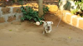 Funny Labrador My Croni1