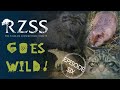 #RZSSGoesWild Episode 6: Spying on wildlife