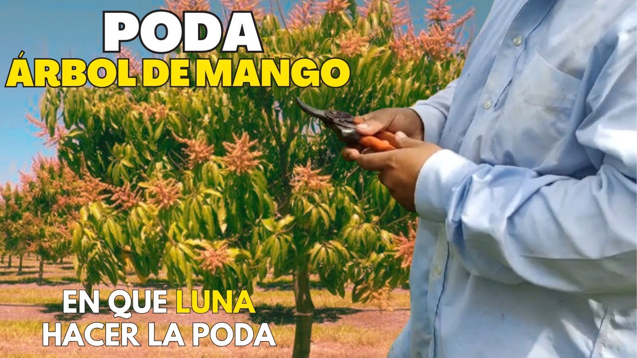 Poda de un árbol de mango - Como Hacerlo y en que Luna