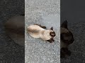 Kitty🐈#lol #viralvideo #funny #cat #shortvideo #trending #amazing #cute #video #animals #trend #love