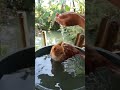 #cat #catlovers #catvideos #kucing #kucinglucu #cats #shorts #catshorts #shortvideo #shortsvideo
