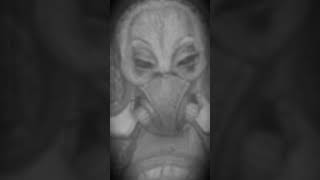 Video of a living reptilian alien Видео живого рептилоида пришельца