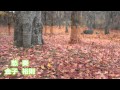 愁 奏 ☆ 金子 裕則