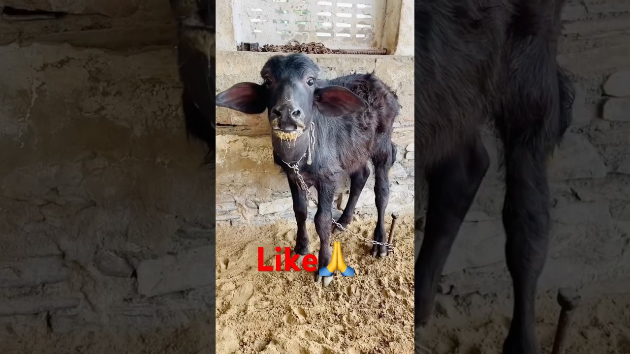 Hezu ne Choti cow 🐄 ko khana khila diya  