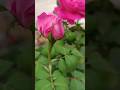 #Rosa indica (देसी गुलाब) ; Family -Rosaceae #FloralBeauty #BlossomMagic
