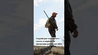 A quagga é famosa por ter listras apenas na parte frontal do corpo e a traseira de cor castanha lisa