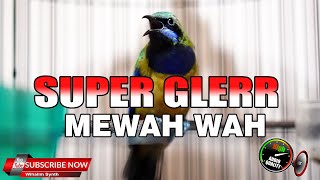 SUPER GLER MEWAH WAH CUCAK CUNGKOK TAJAM JERNIH GACOR UNTUK MASTERAN BURUNG JUARA