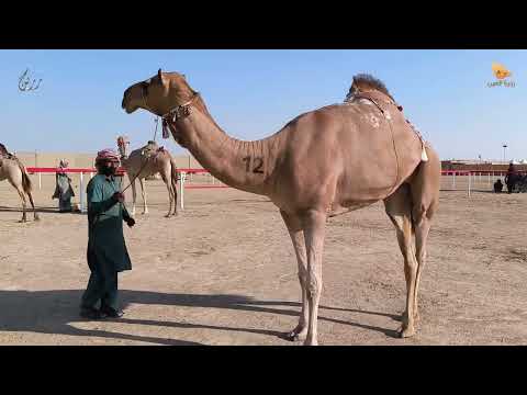 شوط اصحاب السمو الشيوخ محليات لسن ايذاع مزاينة رزين مهرجان الظفرة 2024 19 11 2024 