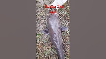 Câu cá ngát sông Soài Rạp dính cá ngát lớn.