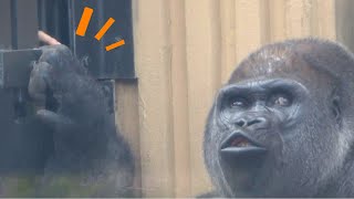 Silverback/zookeeper bonding. Relaxing Father gorilla Momotaro | Momotaro family