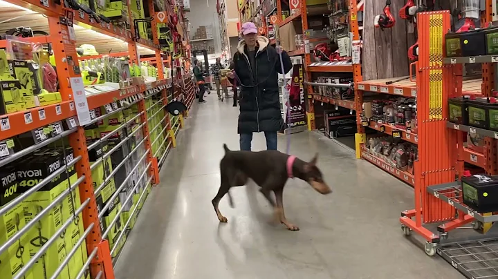 AKC Scent Work Practice - Interior, Exterior, Buried