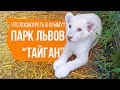 Парк львов "Тайган" в Крыму | Обзор крупнейшего в Европе питомника львов