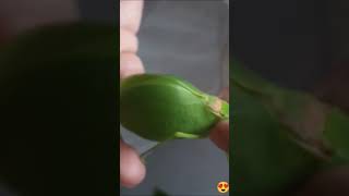 How leaf bug sounds😍