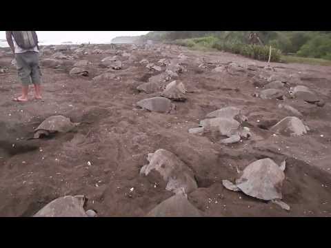 Thousands Of Nesting Sea Turtles On Playa Ostional - Costa Rica