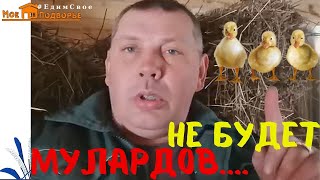 4 причины почему я не беру МУЛАРДОВ в этом году. "Мое Подворье"