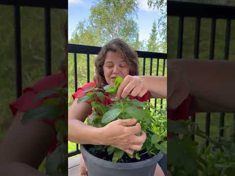 Video: Pluk kruisementplante: hoe om kruisement uit jou tuin te oes