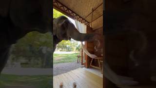 Elephant Walks Up to Couple for Snacks