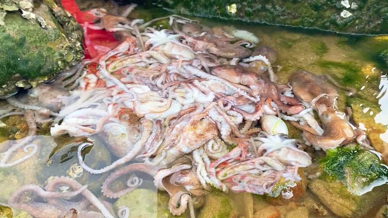 Переверните гнездо осьминогов, мурена прыгает повсюду, и групер также в наличии! # Octopus # moray