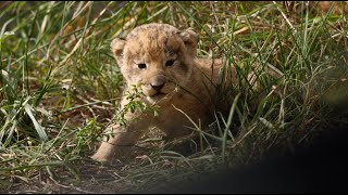 The Lion Cubs Appear! (Nharu Pride)