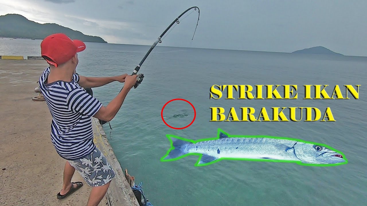 Cara Mancing Ikan Baronang Rangkaian Pancing Ikan Baronang Youtube