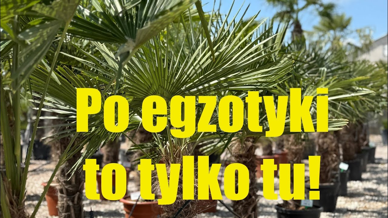 Uwielbiam to miejsce🌴🤗