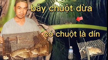 Bẫy chuột dừa độc lạ.có chuột dừa là dín liền Unique coconut mouse trap.Coconut mouse is attached