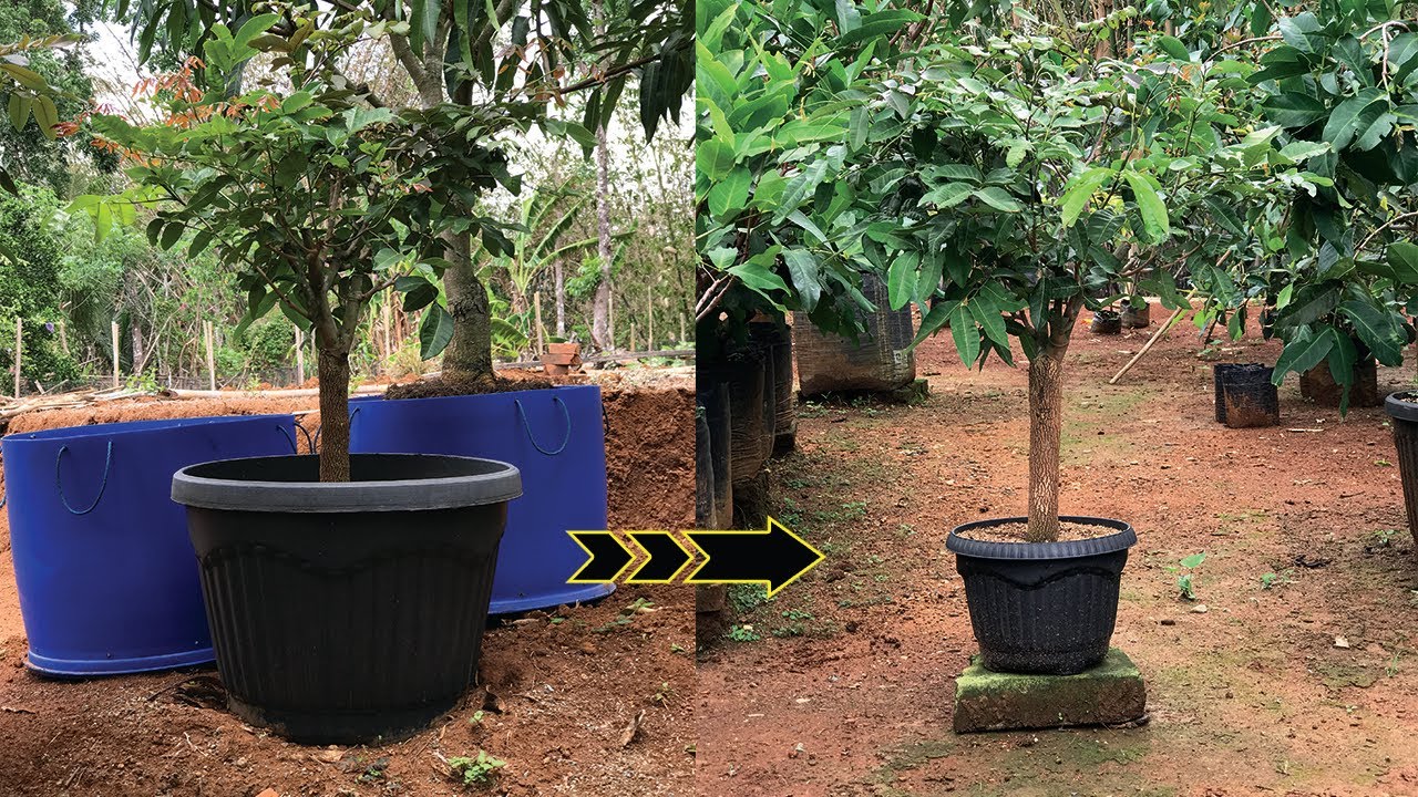 Cara Membuat Tabulampot Batang Besar Dalam Pot Kecil | Pangkas Akar