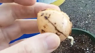 Putting Two Avocado Seeds into Pots