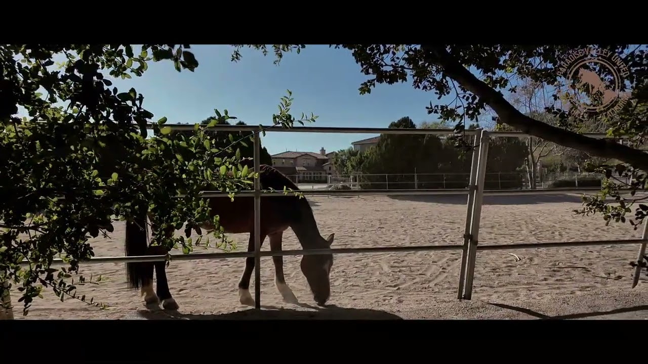 Paradise Valley United