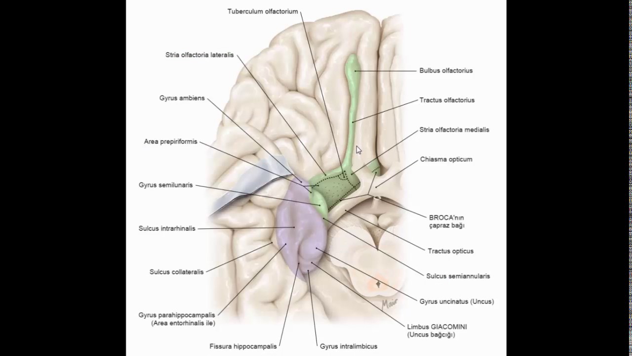 anatomia del cuerpo humano N. olfactorius - Koku Siniri