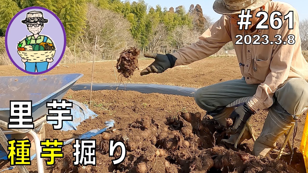 酸度測定に誤りがありました、説明欄に記載してます】3月下旬には里芋