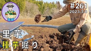 酸度測定に誤りがありました、説明欄に記載してます】3月下旬には里芋
