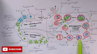 Plasmodium vivax in man phase | Detailed | Step by step | NEET | Bio science