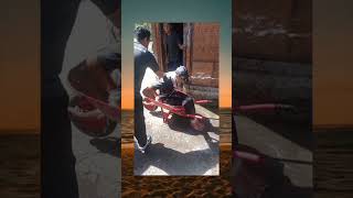 Download Lagu happy birthday versi cewek ❎ happy birthday versi cowok ✅ 🤣🤣 MP3