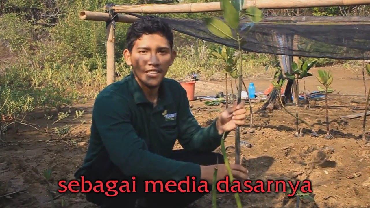 MIL The Series Season 2. Episode 21: Cara Tanam Mangrove 