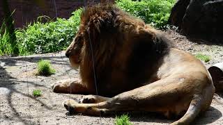やっぱり昼寝が大好きな夫のライオンMy husband, a lion, loves to take naps.