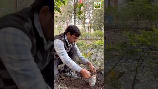 इसे घास मत समझो 🌱 | यही है सच्ची प्रकृति सेवा 🙏 | Tree Plantation Motivation #shorts #viral