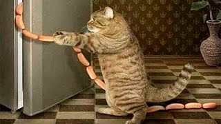 видео: Я РЖАЛ ДО СЛЕЗ 😹 СМЕШНЫЕ КОШКИ И СОБАКИ | СМЕШНЫЕ ЖИВОТНЫЕ 2023 😹 ЛУЧШИЕ ПРИКОЛЫ #69 картинка: Я РЖАЛ ДО СЛЕЗ 😹 СМЕШНЫЕ КОШКИ И СОБАКИ | СМЕШНЫЕ ЖИВОТНЫЕ 2023 😹 ЛУЧШИЕ ПРИКОЛЫ #69