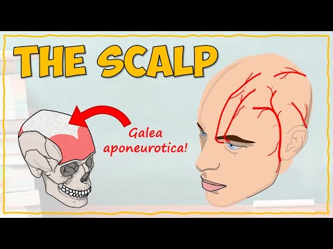 Video: Hvilken muskel trekker hodebunnen tilbake?