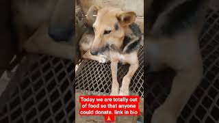 please donate any little you can afford to buy a bag of food #dogsupport