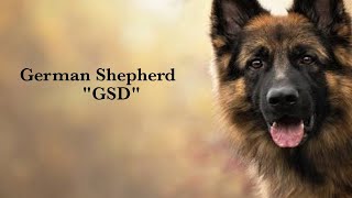 GERMAN SHEPHERD FACTS (important things to know about) by Maaz Ahmad 168 views 4 years ago 8 minutes, 46 seconds