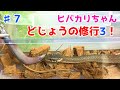 【蛇の捕食】かわいいヒバカリの餌やり#7〜魚の修行3〜