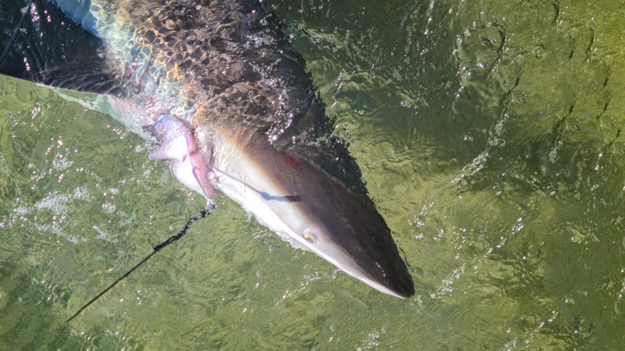 Big Bronze Whaler Shark in the Shallows Port Phillip Bay YouTube