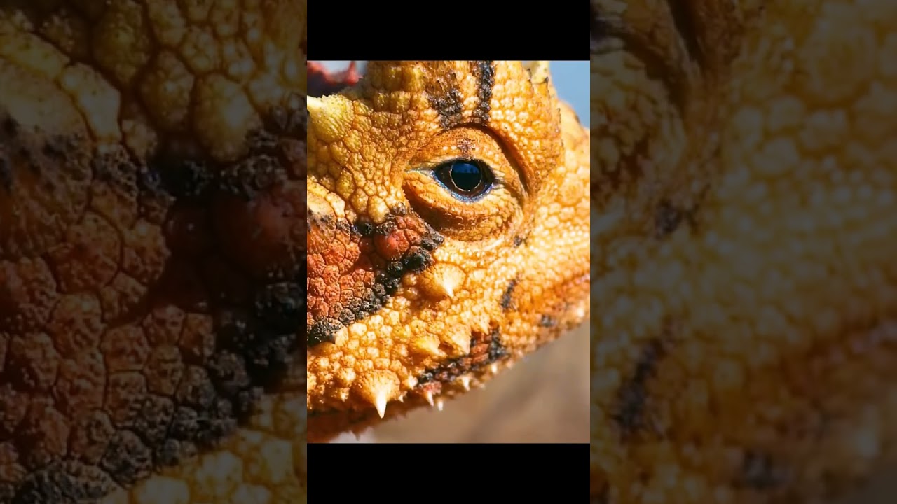 spiky chameleon 🦎 