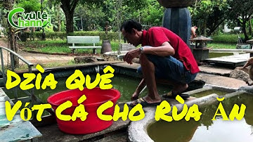 Vớt Cá Cho Đàn Rùa Nước Ăn / Vũ Lê Channel