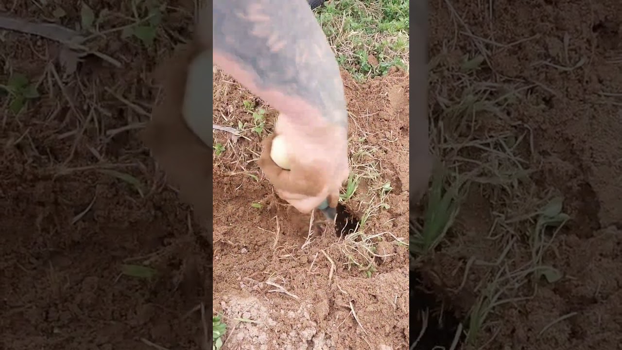 Couple Shows How to set gopher traps