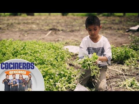 Video: Verdolaga: Los Conceptos Básicos De La Tecnología Agrícola Y Las Recetas