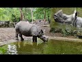 Indian Rhinoceros Taking A Bath