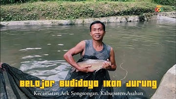 Belajar budidaya ikan Jurung