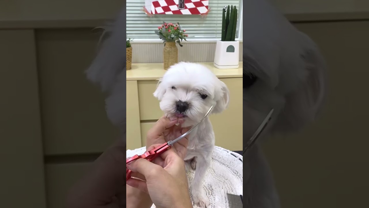 AMAZE MALTESE FACE MASSAGE AND HAIR STYLING 🙉🐶🐾 